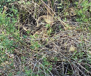 Picture of a rattlesnake in a bush coiled up.
